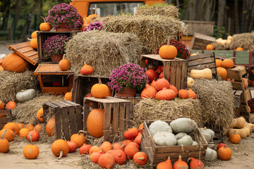 Colorful autumn decoration with pumpkins, hay bales, wooden crates and flowers arranged in rustic style outdoors. Seasonal harvest festival, fall celebration, cozy atmosphere and countryside design