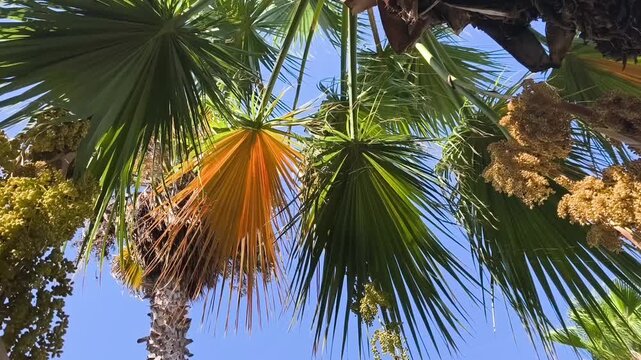 Background of tropical palm tree green and yellow leaves swaying in the breeze with patterns forming from their shape and the way sunlight and shadow is falling on the leaves with blue sky background