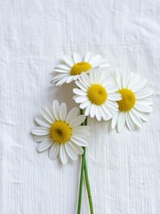 Delicate white daisy flowers with bright yellow centers arranged on a textured white background