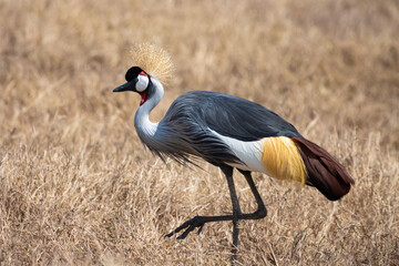 Grey crowned crane