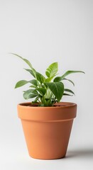 Fototapeta premium Dieffenbachia plant in a terracotta pot set against a clean white background, perfect for adding a touch of nature to any design project, symbolizing growth and freshness .