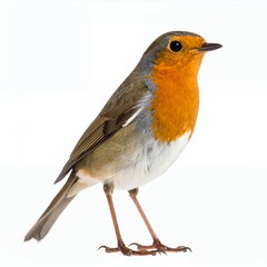 Fototapeta premium Vibrant robin portrait featuring orange plumage in meticulous detail on white background