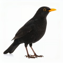 Obraz premium Elegant blackbird portrait displaying vibrant beak feathers detailed avian plumage on white background