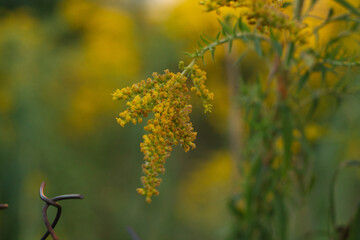 yellow flowers in the garden