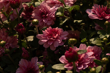 pink flowers in the garden