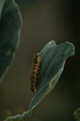 caterpillar on a leaf