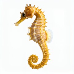 Graceful seahorse aquatic creature marine life majestic undersea world beauty on white background