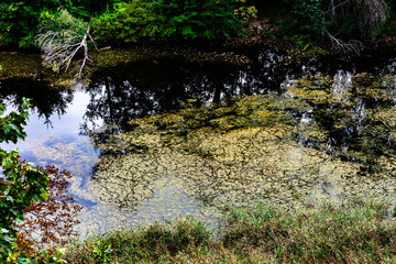 Shallow forest pond with algae, reflections and fallen branch