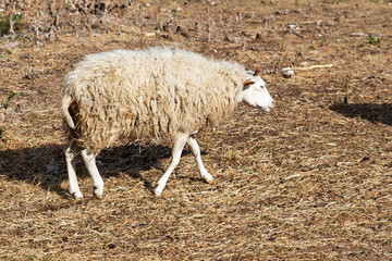 A sheep walking on dry pasture in late summer countryside
