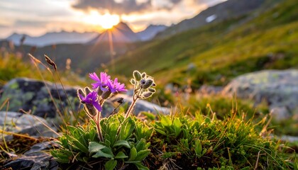 Obraz premium Mountain wildflowers at sunset