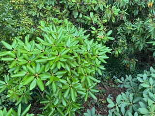 Close-up of green rhododendron leaf arrangement vivid green foliage and natural texture