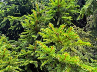 Green natural background, background fir trees, green branches of native shade, macro photo of a Christmas tree