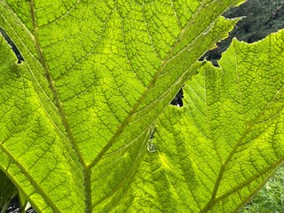Closeup of green leaf, macro view