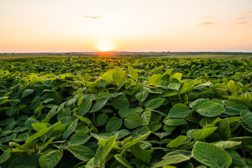 Close-up of green soybean plants under morning sunlight, fresh organic leaves in rural agricultural...