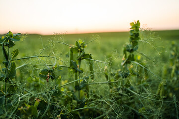 Close-up of fresh pea plants with tendrils and pods in farmland, natural organic crop cultivation...