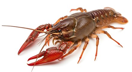 Detailed Closeup of a Red Clawed Crayfish on White Background