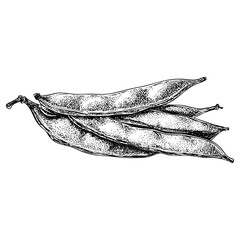 Fresh green beans pods engraving. Vegetable garden harvest design, organic food illustration, and healthy eating concept art.
