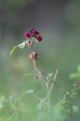 Wild blackberry (Rubus) bush growing red berries in nature