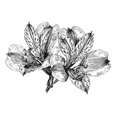 A detailed engraving of alstroemeria flowers. Includes two blooming flowers. Great for botanical illustrations and floral designs.