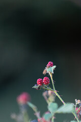 Wild blackberry (Rubus) bush growing red berries in nature