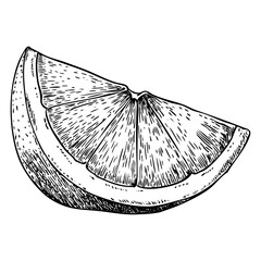 Obraz premium Detailed engraving of orange slice. Fresh citrus sketch, healthy food illustration, botanical drawing, and organic market design.