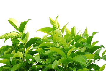 A tropical tree with leaves branches on white isolated background for green foliage backdrop 