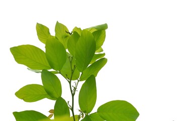 A tropical tree with leaves branches on white isolated background for green foliage backdrop 