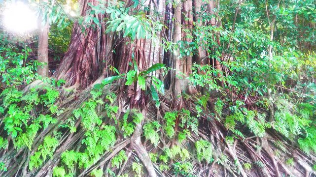 Plank-shaped roots (tabular root) and tree support roots (brace root) like Shorea faguetiana in a tropical rain forest. Borneo Island