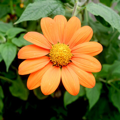 Mexican marigold