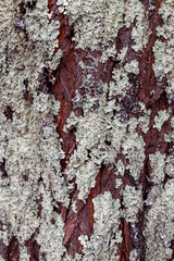Close-up view of light green lichen thriving on the textured brown bark of a tree, showcasing a striking contrast and creating a beautiful, natural pattern
