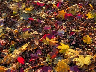 Autumn fallen red and yellow dry leaves. 