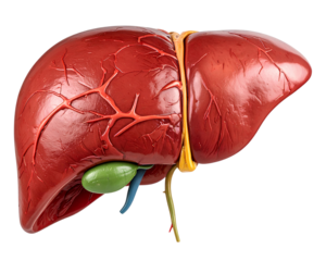 Detailed Anatomical Diagram of a Human Liver Isolated Background internal organs live