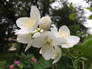 apple tree blossom