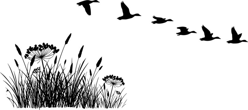 vector silhouette of duck bird flock flight over marsh herbs isolated on white background. group of wild ducks and typhaceae marsh herb with leaves and spike flowers