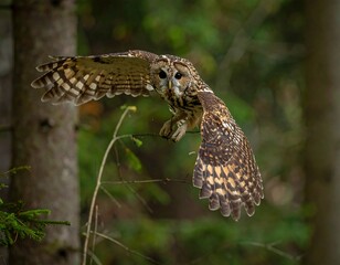 Obraz premium Owl in flight, forest setting