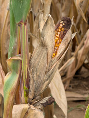 Ripe corn (Maize) ready to be harvested