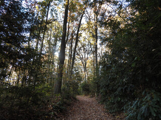 Fototapeta premium Visitors can enjoy an early morning, hiking the Old Log Trail, within the forest of Tuscarora State Park. Schuylkill County, Pennsylvania. Ridge and Valley region Appalachian Mountains.
