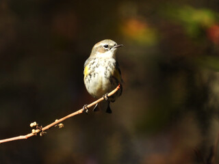 Yelow-rumped warbler, perched on a branch. Tuscarora State Park. Schuylkill County, Pennsylvania. Ridge and Valley region Appalachia 