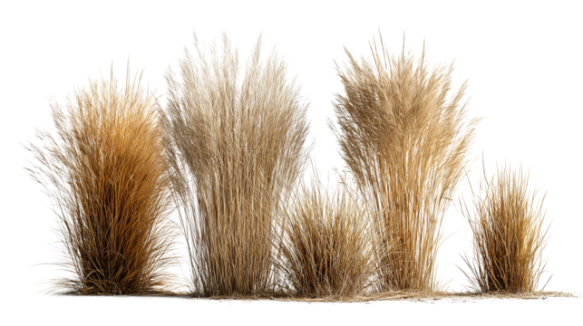 Dry grass clusters with warm straw hue, four grouped tufts forming a zigzag layout, isolated on transparent background.
