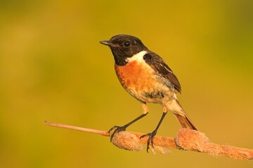 European stonechat saxicola rubicola bird songbird wildlife nature predator cock o the north, beautiful animal mountain finch, animal, bird watching ornithology, flower bud fauna wildlife Europe
