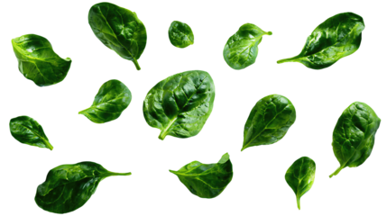 Scattered spinach leaves in varying sizes with crisp veins, arranged in light upward drift, isolated on transparent background.
