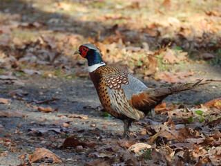 A male, ring-necked pheasant, living within Tuscarora State Park, Schuylkill County, Barnesville, Pennsylvania. Ridge and Valley region Appalachian mountains.