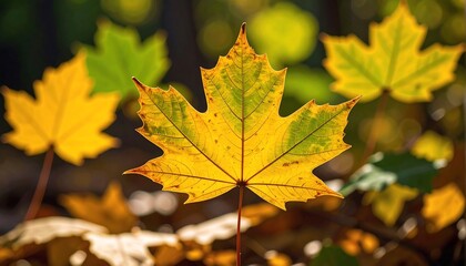 Autumn maple leaves in sunlight