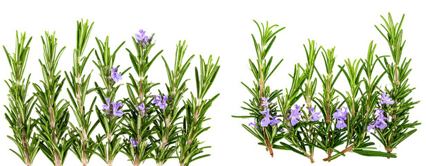 Cluster of Rosemary Sprigs with Flowers, Minimalist Arrangement, Isolated
