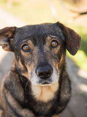 A nice stray dog shows emotions on an autumn day.