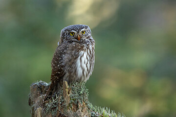 Pygmy owls (Glaucidium passerinum) on a green background, close-up.