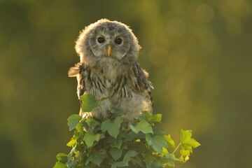 Ural owl Strix uralensis bird young northern long-eared owl feather dusty fluff wild nature lesser horned cat, beautiful animal, lovely animal, bird watching ornithology, fauna wildlife sweet Europe