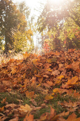 autumn forest in the morning