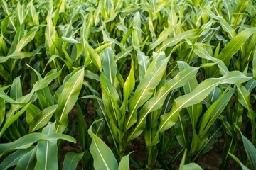 Top view of green corn plants growing in farmland under summer daylight
