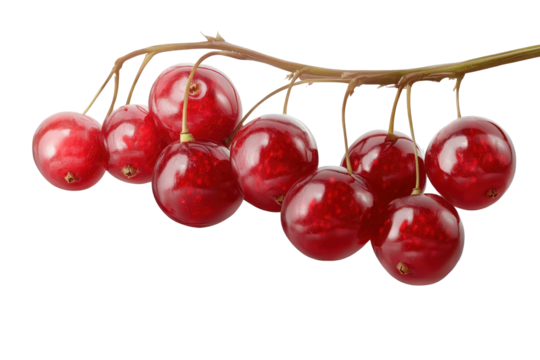 Red crab apples on branches against white background create a beautiful seasonal border, with copy space available